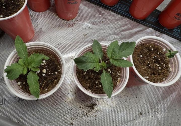Terpgasm No Orgasm just Mutation GASM. Week 1