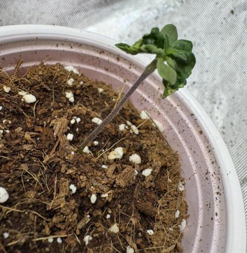 Terpgasm No Orgasm just Mutation GASM. Week 1 - Pheno 1