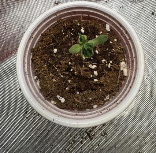 Terpgasm No Orgasm just Mutation GASM. Week 1 - Pheno 1 Mutant