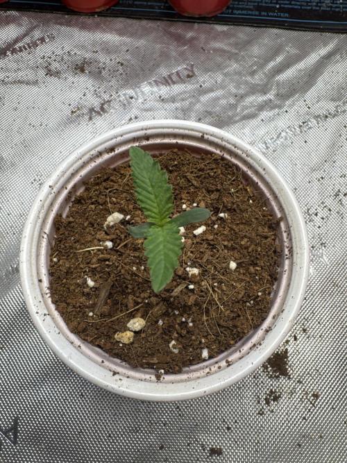 Trap God Solfire. Week 1