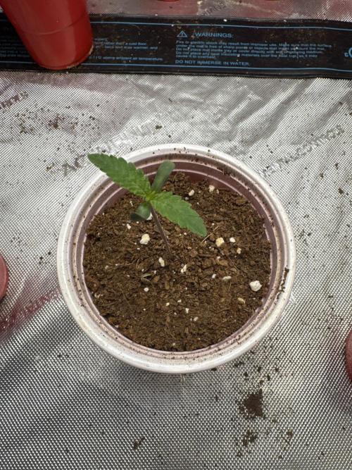 Trap God Solfire. Week 1