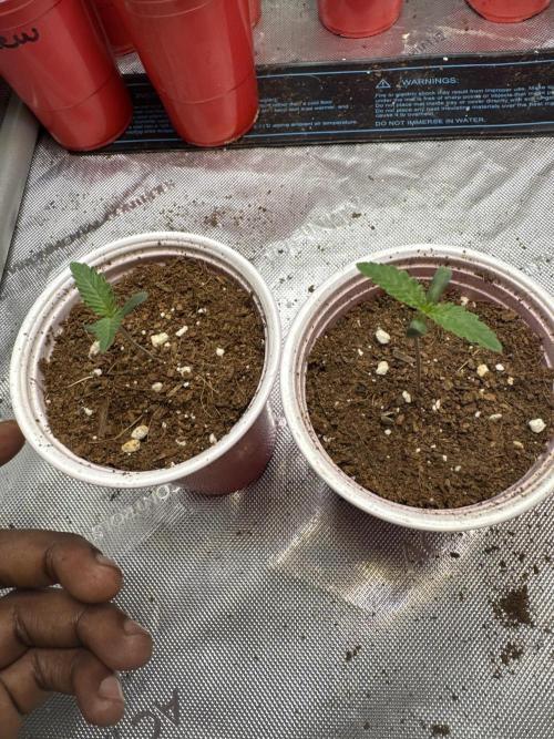 Trap God Solfire. Week 1