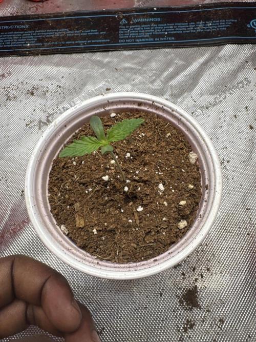 Trap God Solfire. Week 1