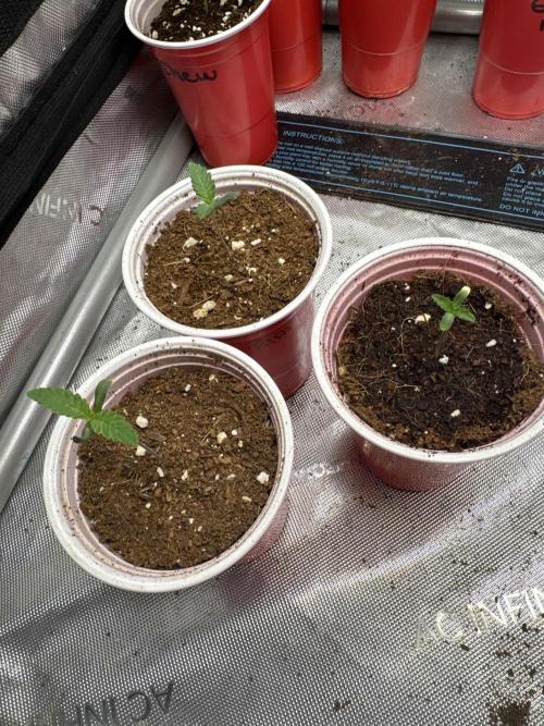 Trap God Solfire. Week 1