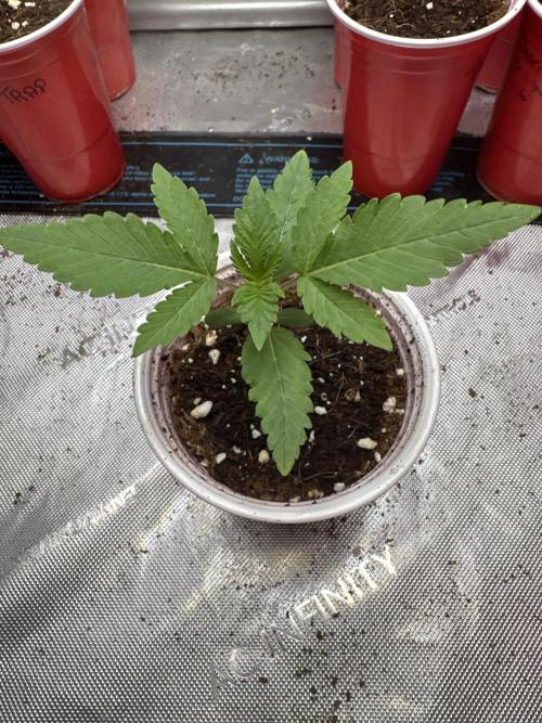 Melon Maki Watermelon Gelato x BlueZushi. Week 1