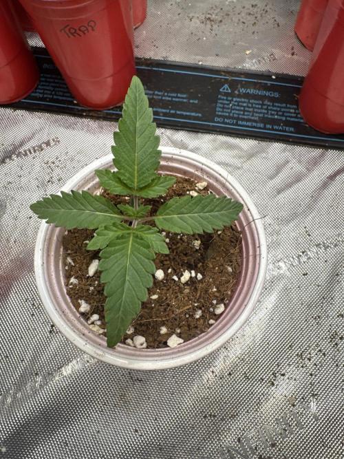 Melon Maki Watermelon Gelato x BlueZushi. Week 1