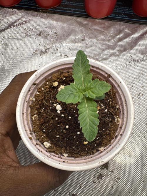 Red Hot Violet. Week 1
