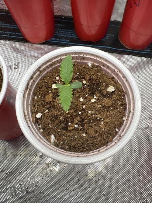 Red Hot Violet. Week 1