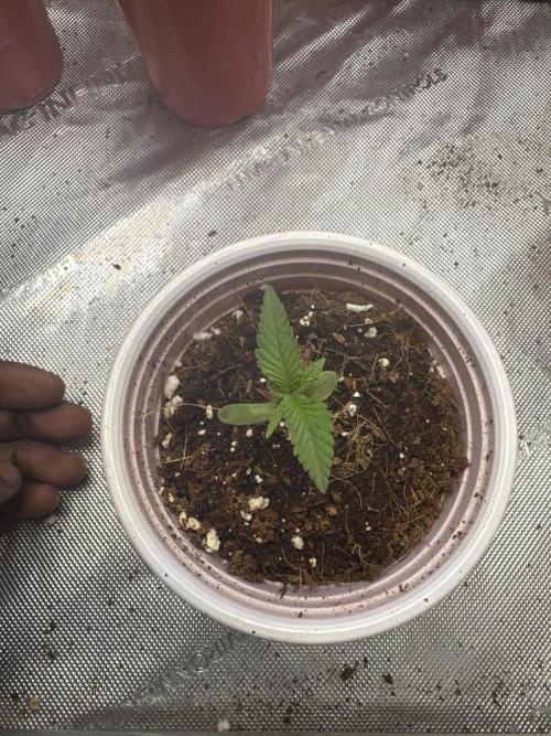 Terpgasm No Orgasm just Mutation GASM. Week 2