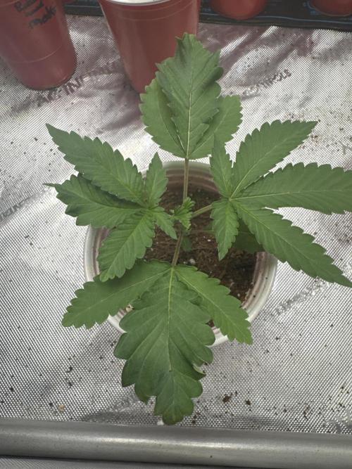 Terpgasm No Orgasm just Mutation GASM. Week 2