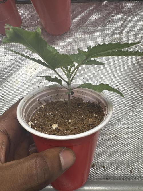 Terpgasm No Orgasm just Mutation GASM. Week 2