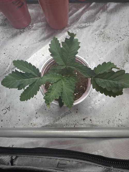 Terpgasm No Orgasm just Mutation GASM. Week 2