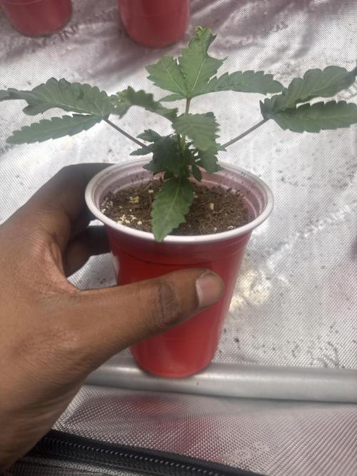 Terpgasm No Orgasm just Mutation GASM. Week 2