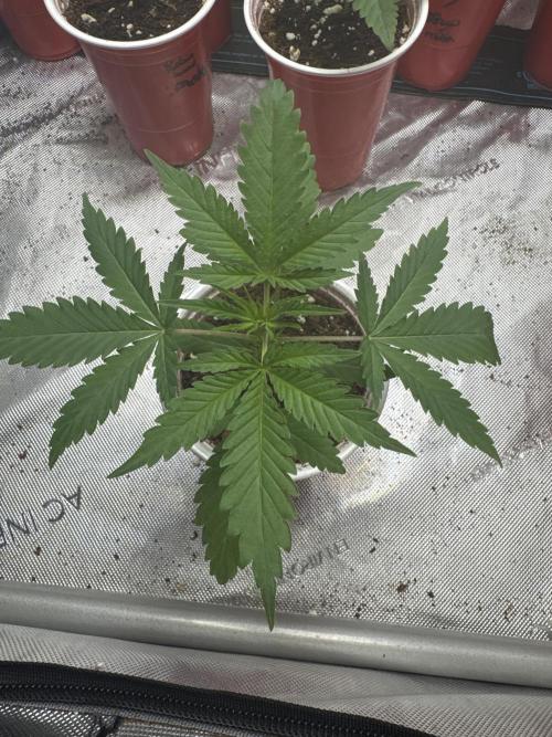 Square One Genetics – Chemferno. Week 2