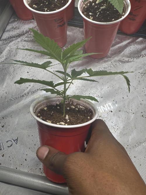 Square One Genetics – Chemferno. Week 2