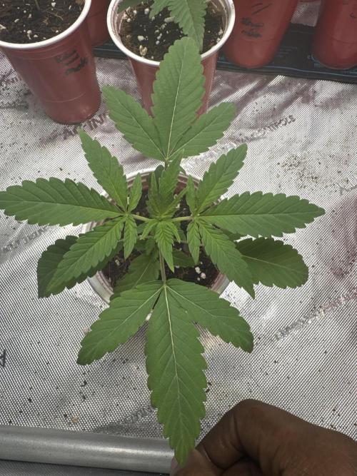 Square One Genetics – Chemferno. Week 2
