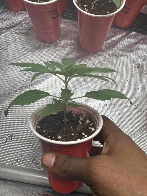 Square One Genetics – Chemferno. Week 2