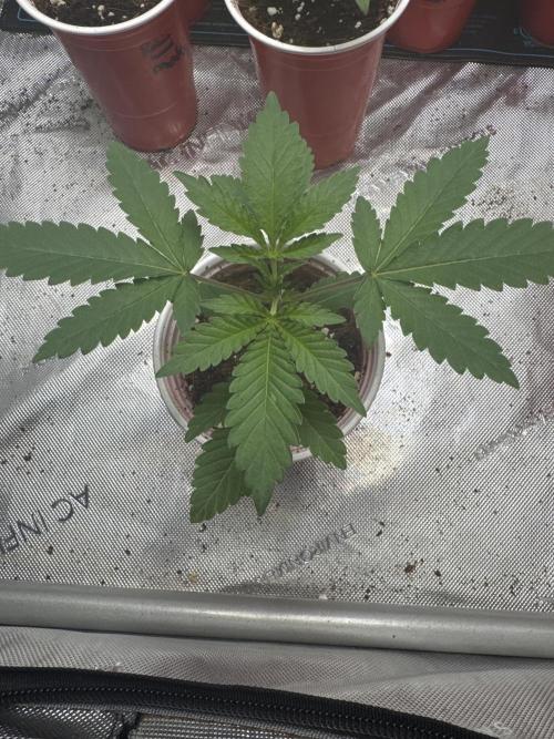 Square One Genetics – Chemferno. Week 2