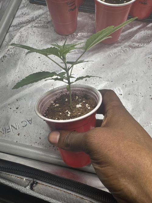 Square One Genetics – Chemferno. Week 2