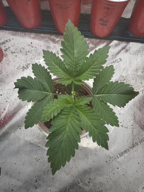 Square One Genetics – Chemferno. Week 2