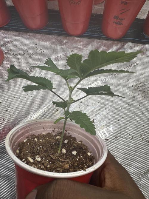 Square One Genetics – Chemferno. Week 2