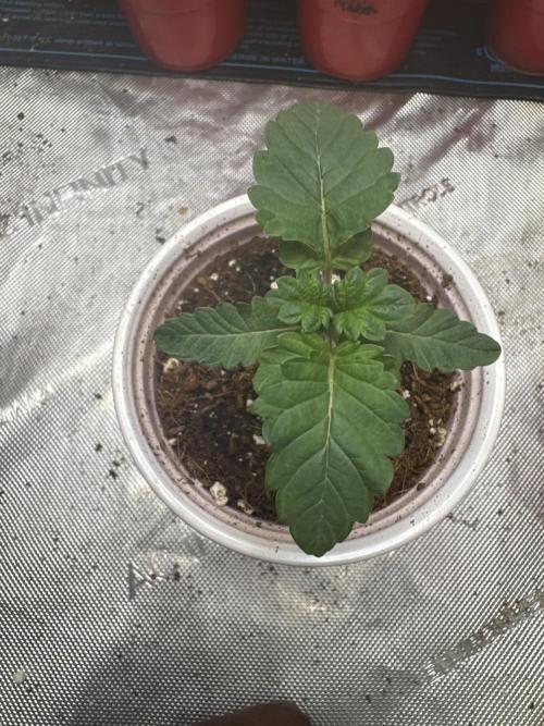 Red Hot Violet. Week 2