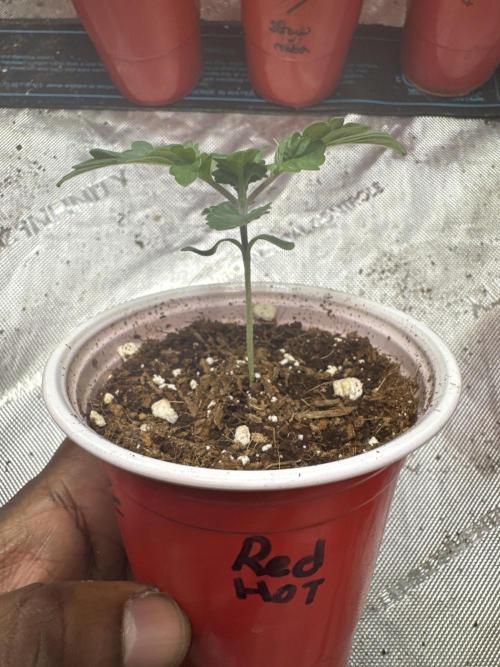 Red Hot Violet. Week 2