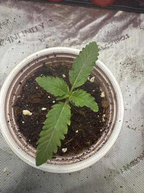 Red Hot Violet. Week 2