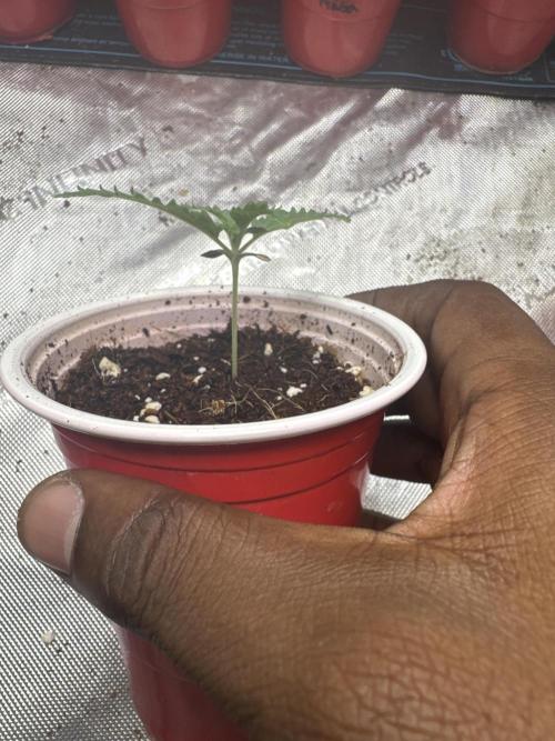 Red Hot Violet. Week 2