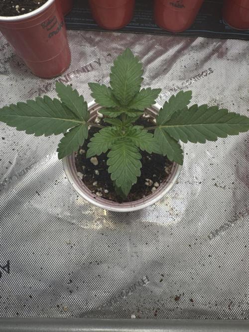 Melon Maki Watermelon Gelato x BlueZushi. Week 2