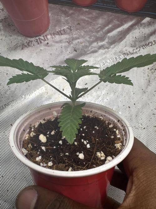 Melon Maki Watermelon Gelato x BlueZushi. Week 2
