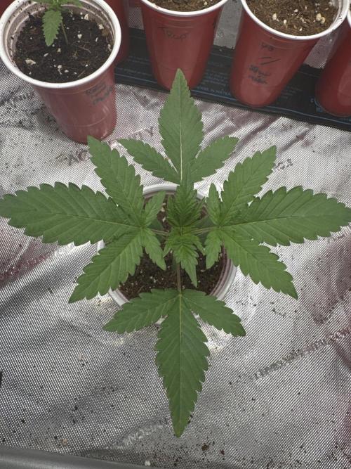Melon Maki Watermelon Gelato x BlueZushi. Week 2