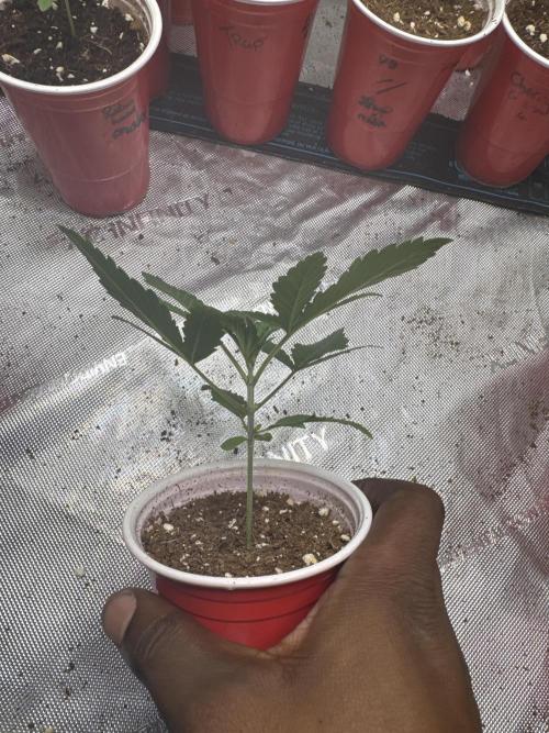 Melon Maki Watermelon Gelato x BlueZushi. Week 2