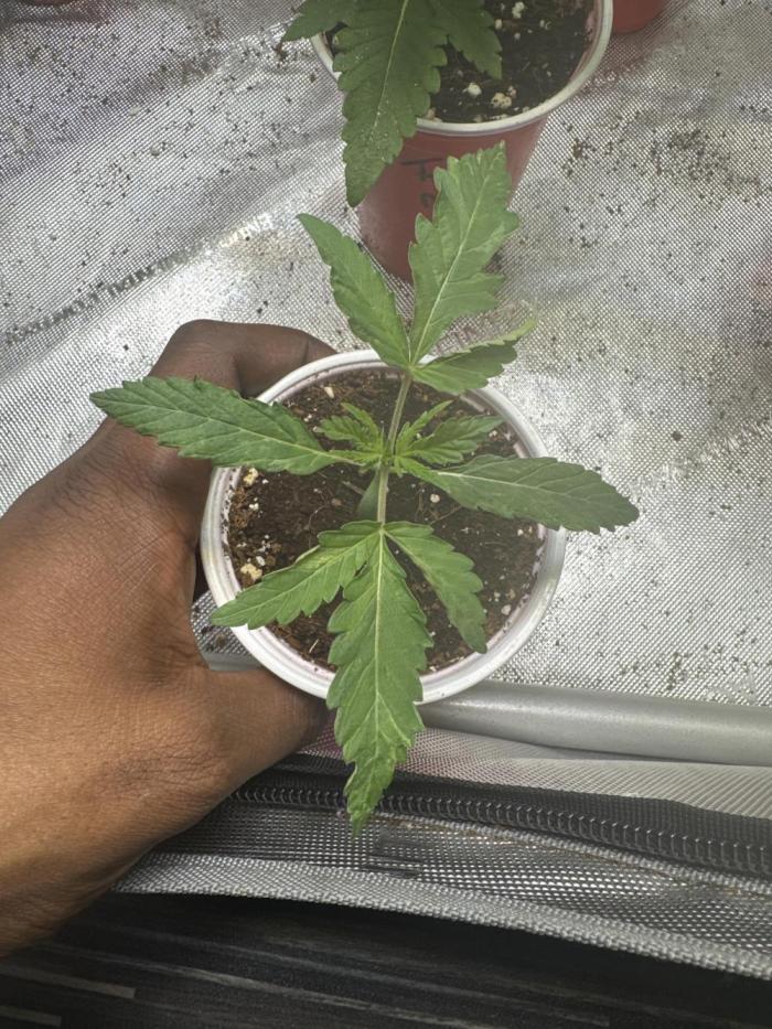Red Matter Elev8. Week 2