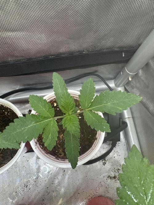 Trap God Solfire. Week 2