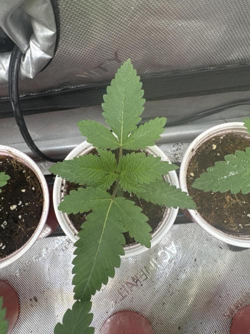 Trap God Solfire. Week 2