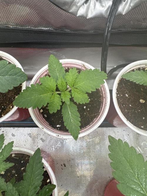 Trap God Solfire. Week 2