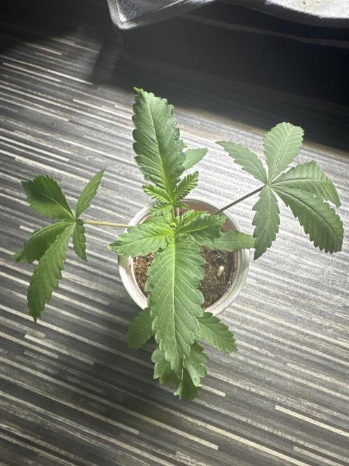 Terpgasm No Orgasm just Mutation GASM. Week 3