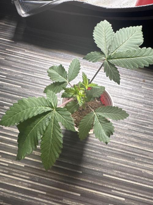Terpgasm No Orgasm just Mutation GASM. Week 3