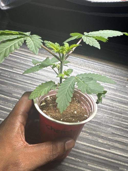 Terpgasm No Orgasm just Mutation GASM. Week 3
