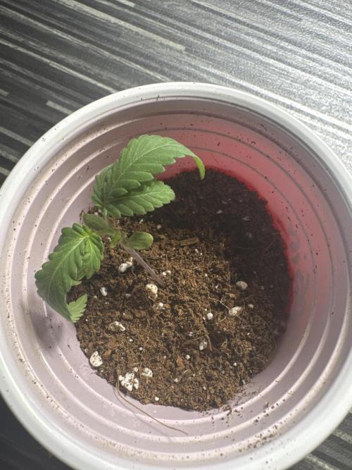 Terpgasm No Orgasm just Mutation GASM. Week 3