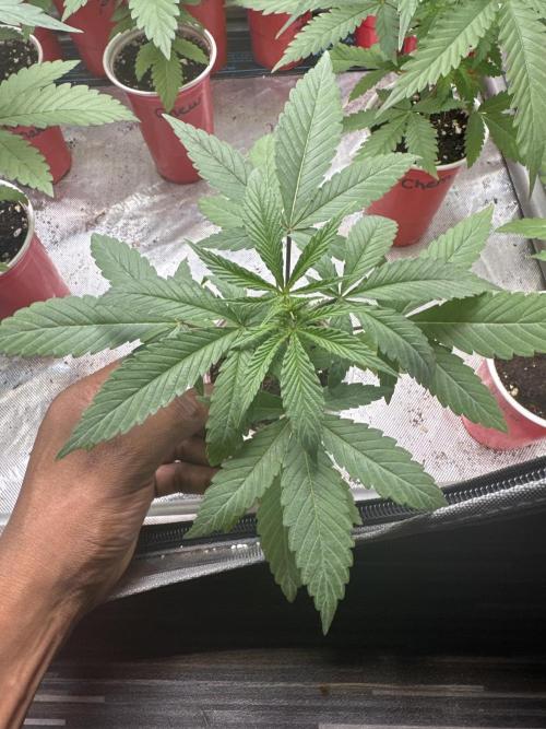 Square One Genetics – Chemferno. Week 3