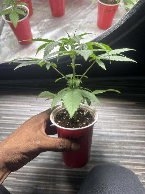 Square One Genetics – Chemferno. Week 3