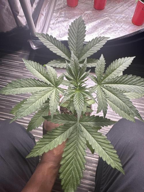 Square One Genetics – Chemferno. Week 3