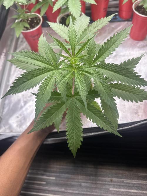 Square One Genetics – Chemferno. Week 3