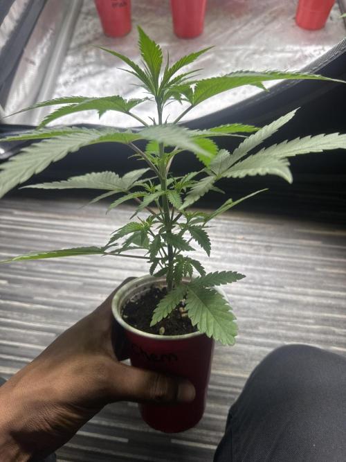 Square One Genetics – Chemferno. Week 3