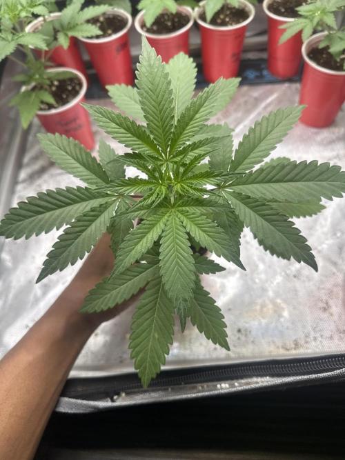 Square One Genetics – Chemferno. Week 3