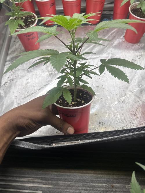 Square One Genetics – Chemferno. Week 3