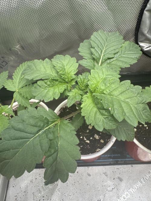 Red Hot Violet. Week 3