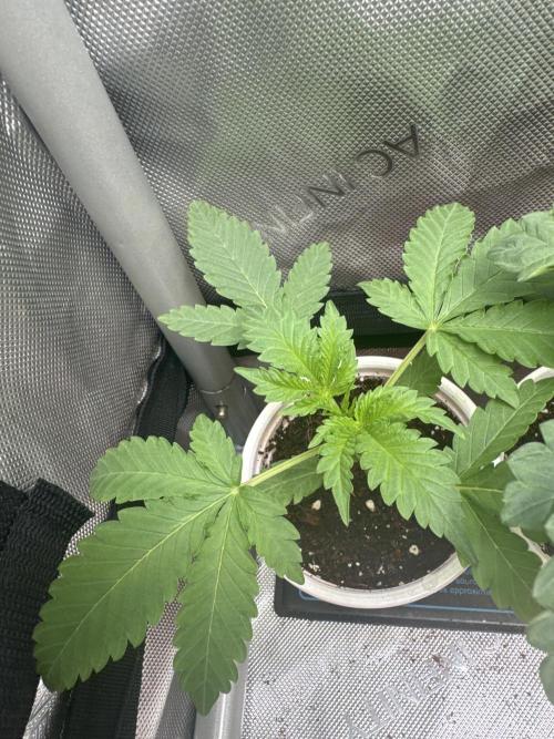 Red Hot Violet. Week 3